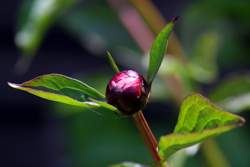 Red, Green, Macro