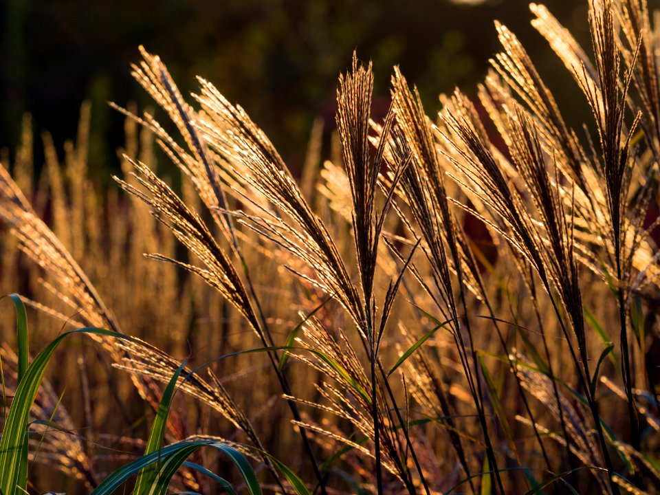 Background, Dark, Autumn