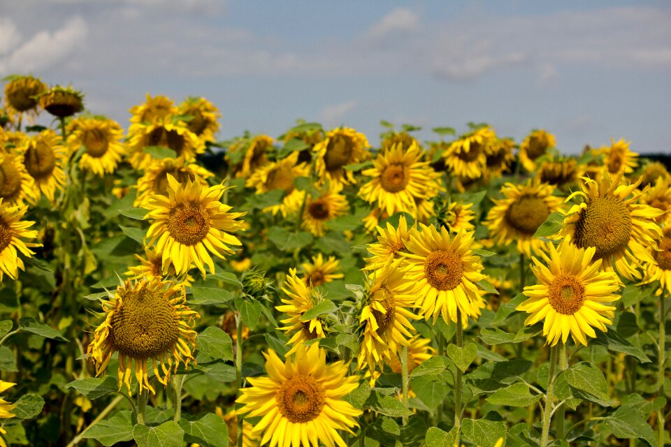 Yellow garden landscape