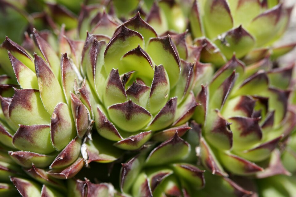 Plant exotic rock garden