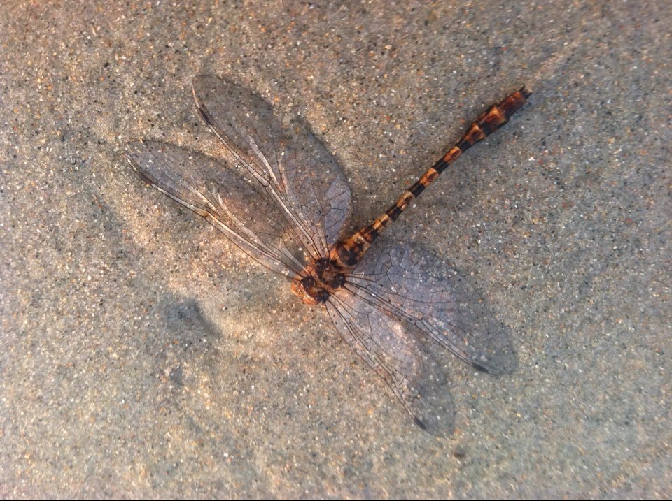 Emerald isle, United states, Beach