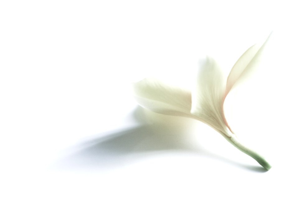 Nature, White, Flower