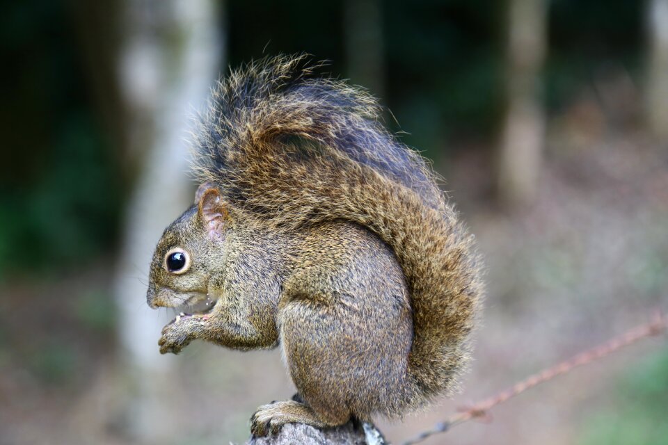 Forest nature eating