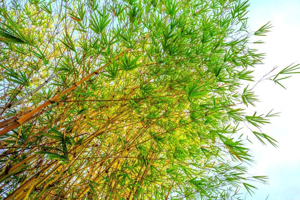 Green, Bamboo, Trees