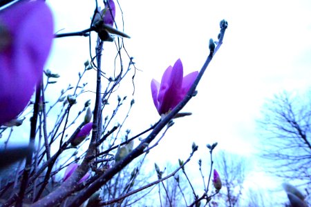 Camdenton, United states, Bloom