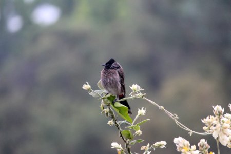 black beak bird on top of green leaves photo