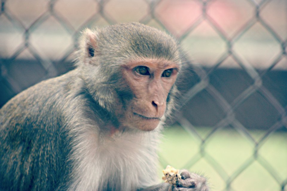 Primate, Face, Animal