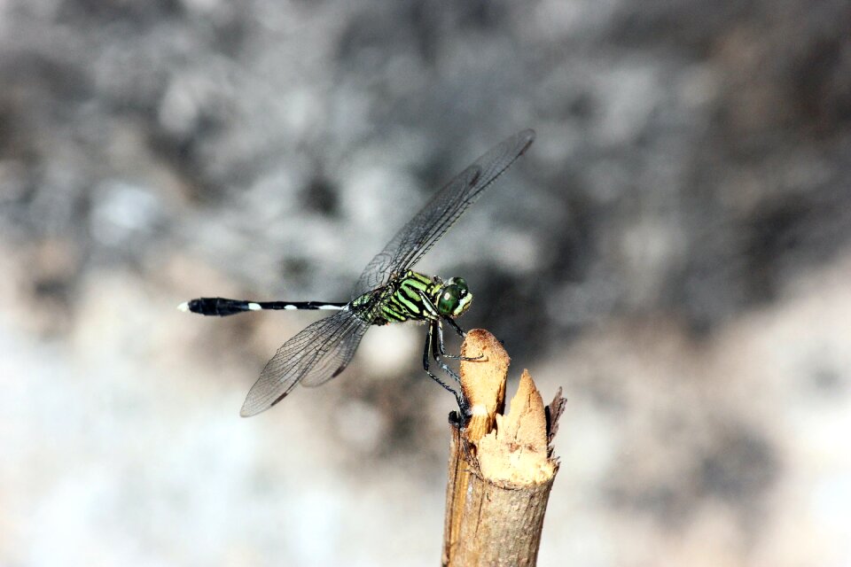 Nature animal bug