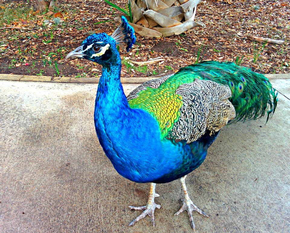 Austin, United states, Colorful