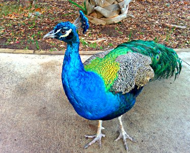 Austin, United states, Colorful