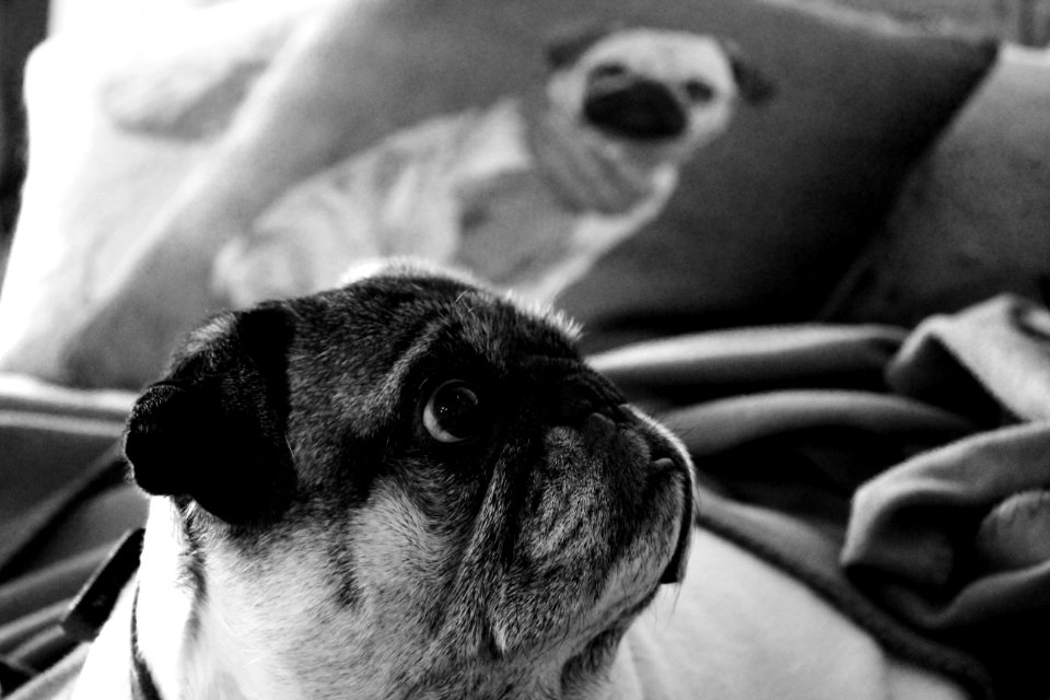 Del mar, United states, Pug
