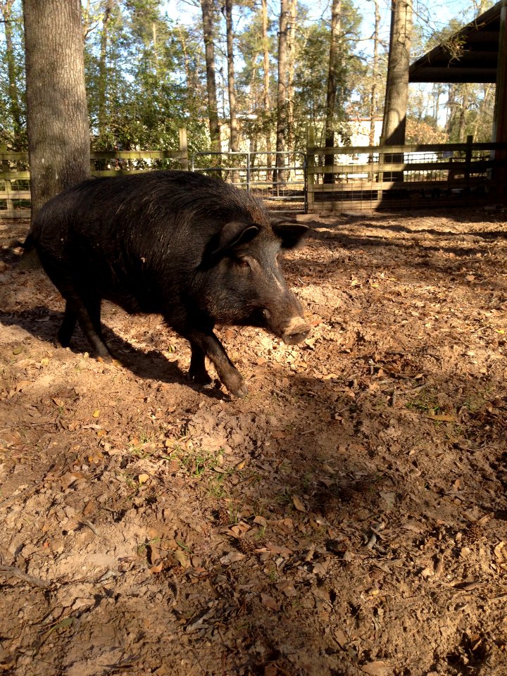 The Woodland, United states, Pigs