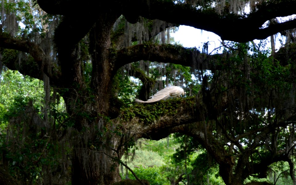 Charleston, United states, Birds