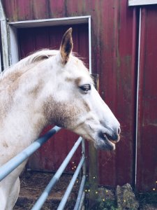 Barn, Horse photo