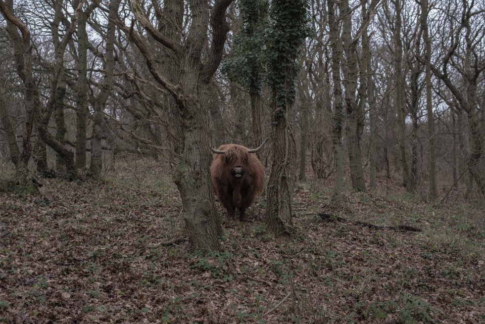 Bergen aan zee, Netherland, Ranch
