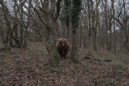 Bergen aan zee, Netherland, Ranch