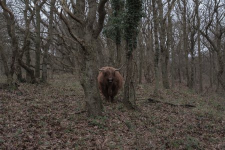 Bergen aan zee, Netherland, Ranch photo