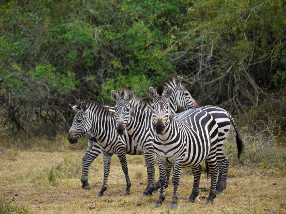 Horses wild animals safari