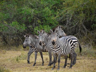 Horses wild animals safari