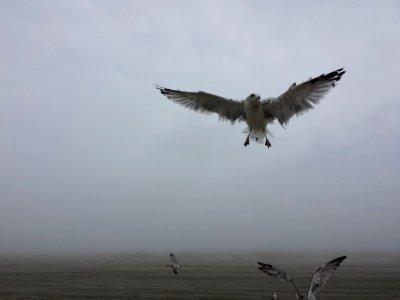 bird flying above body of water photo