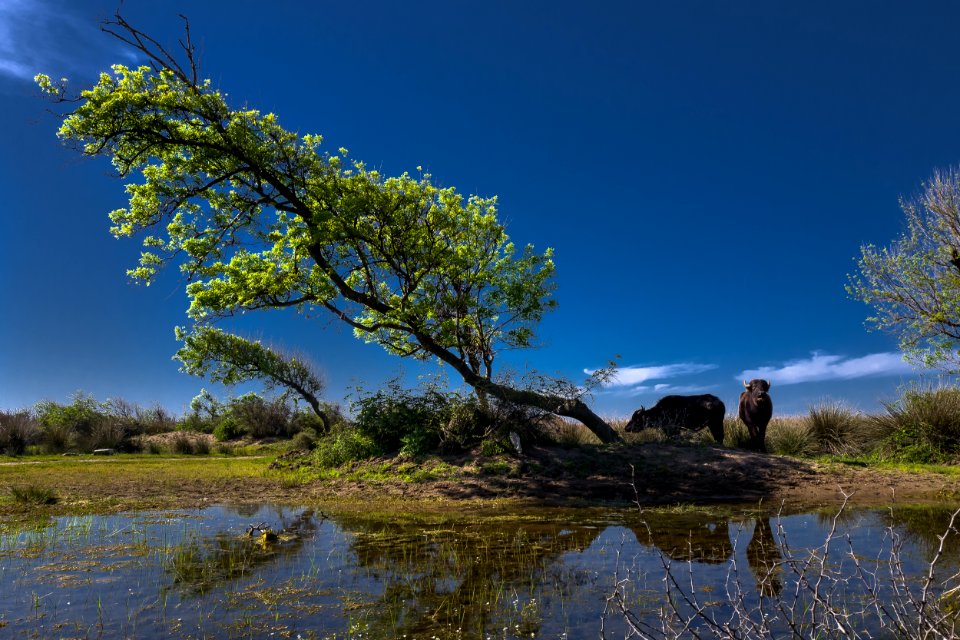 Clouds, Green, Animal