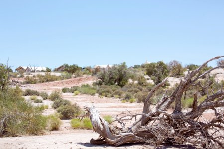 Desert, Moab, Juniper photo