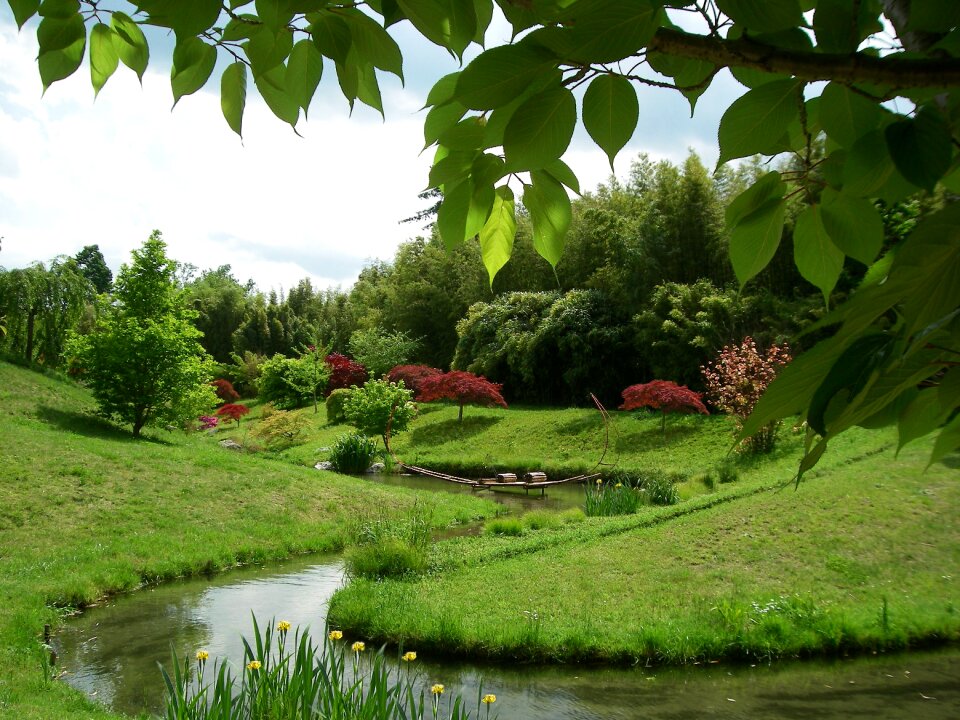 Garden bamboo south of france small river
