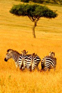 Kenya, Grass, Africa