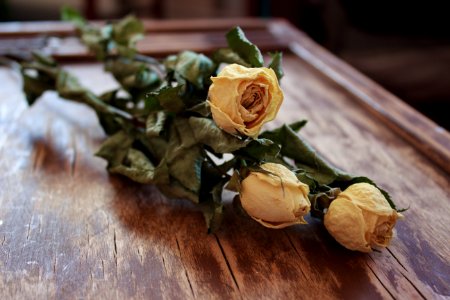 Romantic, Dried roses, Dead roses photo