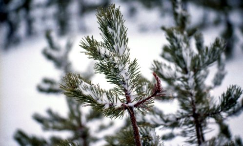 Forest, Nature, Pine