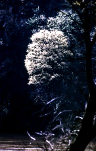 Light, Water, Flowers