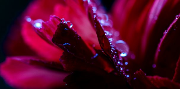 Petal, Blossom, Purple