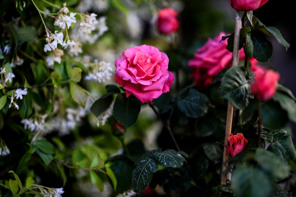 Pink rose blossom bloom