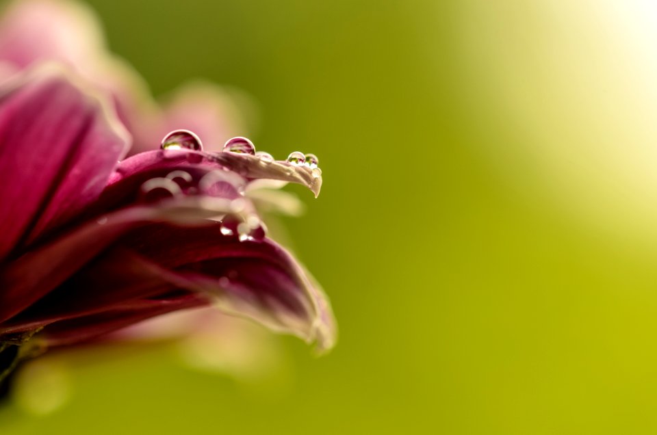 Bloom, Pink, Petal