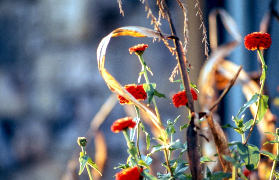 Red, Flowers, Sun