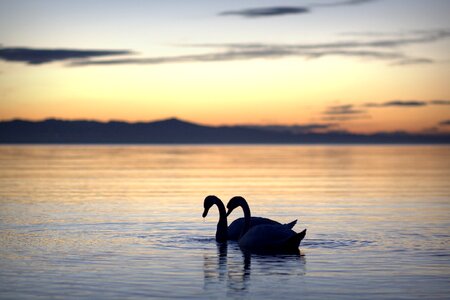 Swan backlighting lake