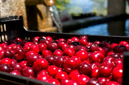 Vivid, Red, Spring photo