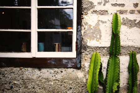 green plant near window