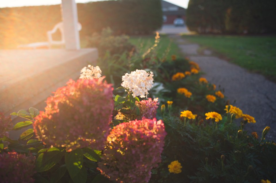 Flower, Path, Sunset