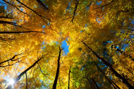 Trees, Forest, Fall photo