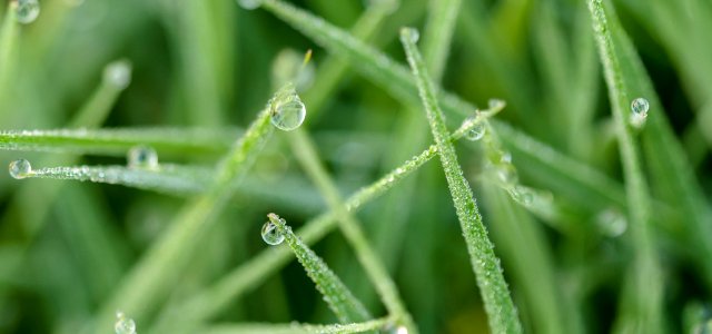 Refreshing, Drops, Grass photo