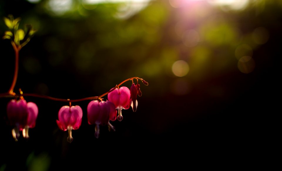 Sun, Light, Beautiful