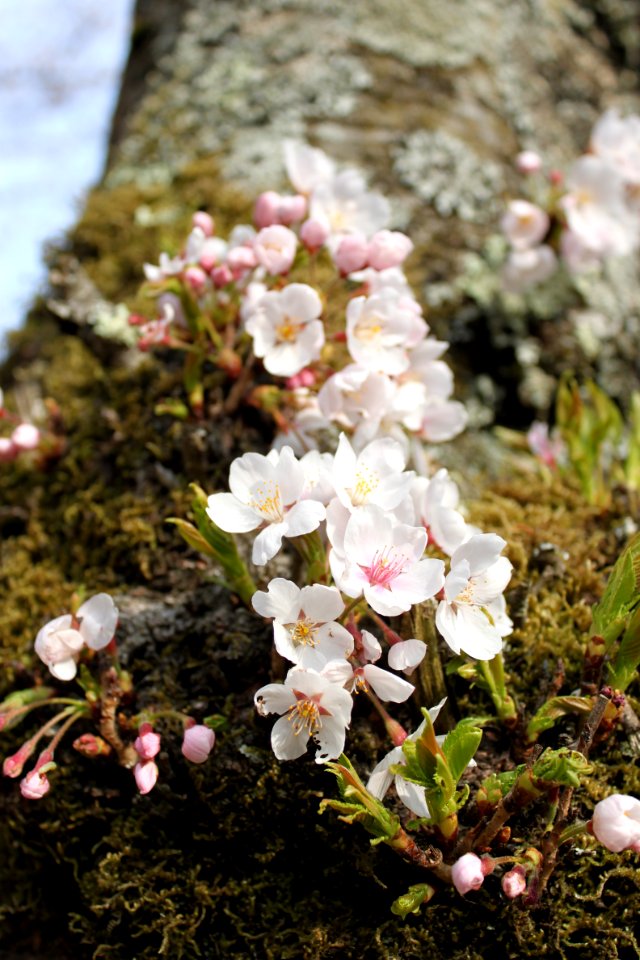 Sakura, Japan, Tree