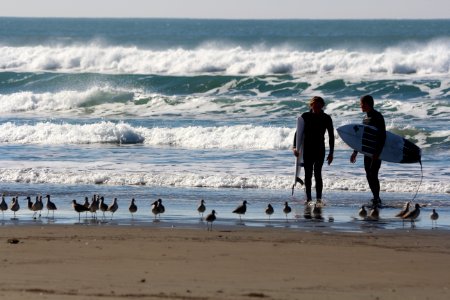 Morro bay, United states, Surfers birds photo