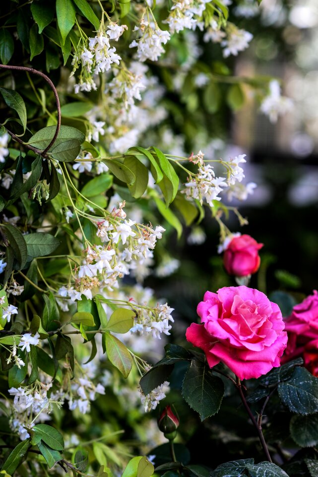 Flowers bloom bush