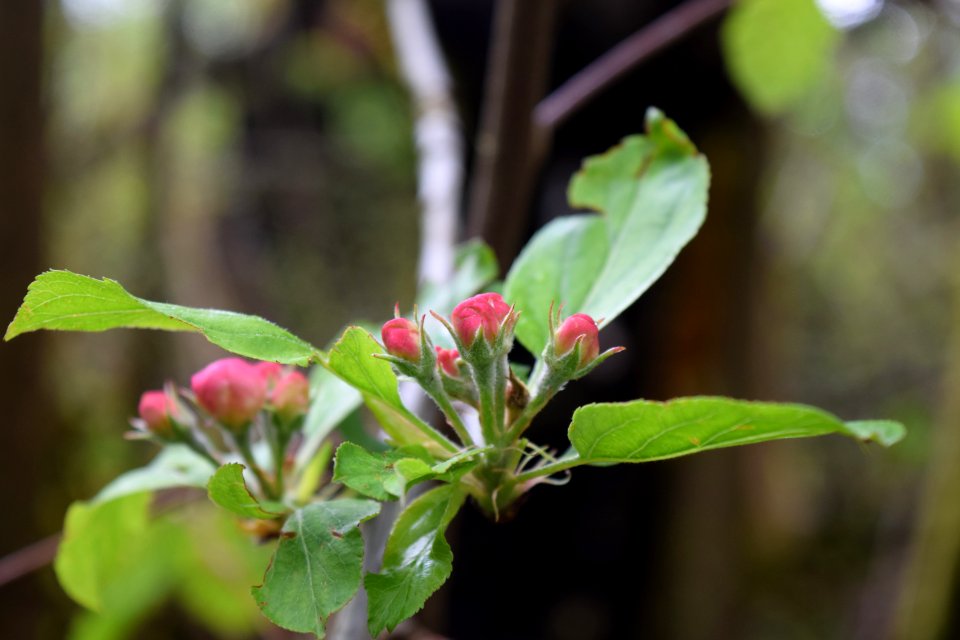 Forest, Blossom, Apple