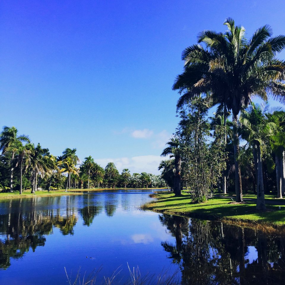 Hammock oaks, Miami, Florida