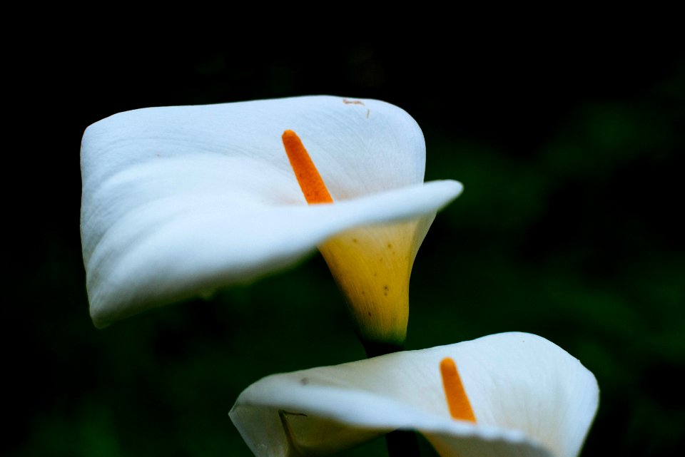 Lilly, Lillies, Flower