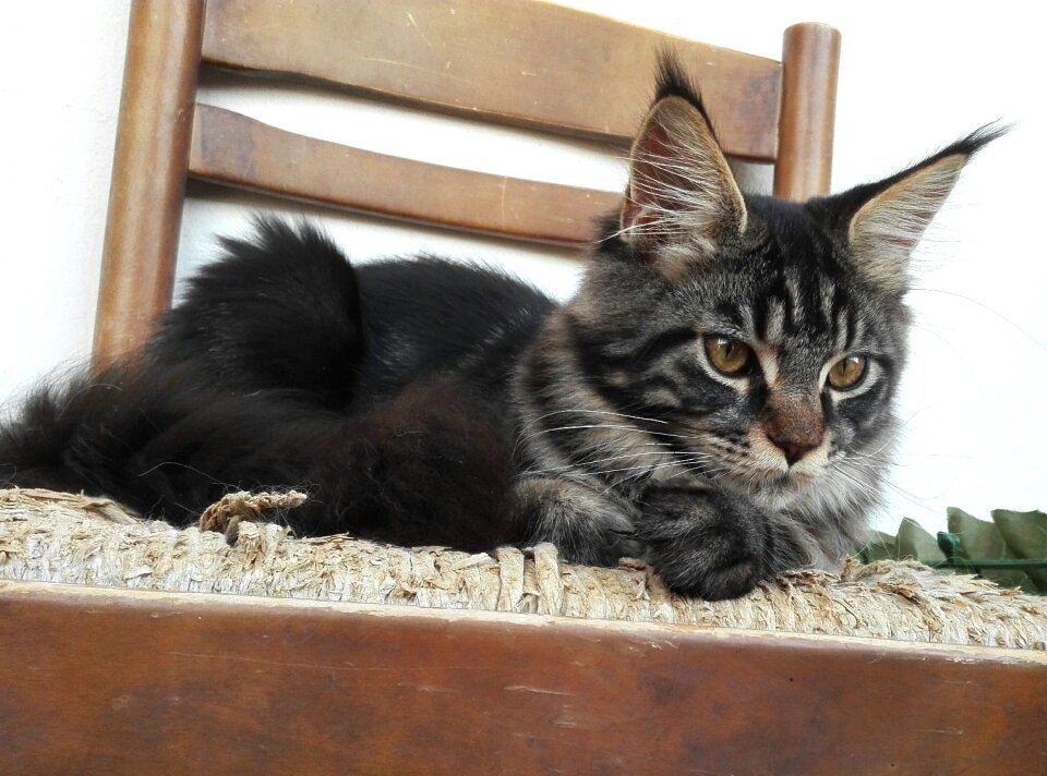 Kitten kittens purebred cats