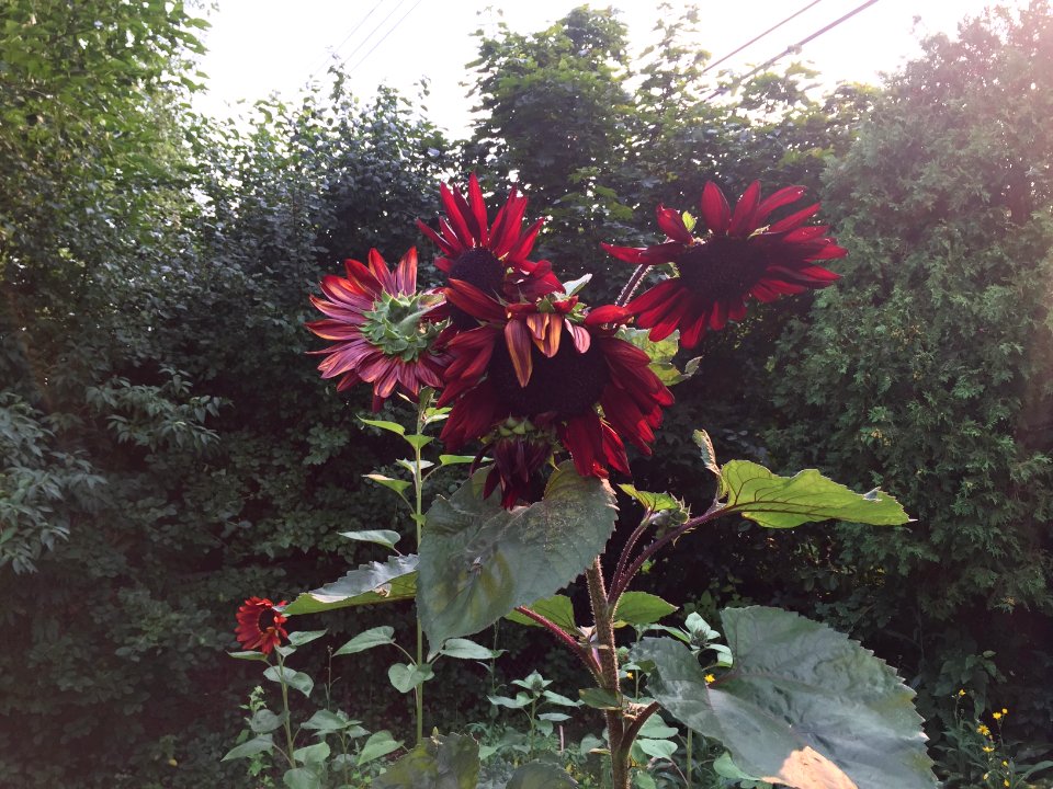 Milwaukee, United states, Garden
